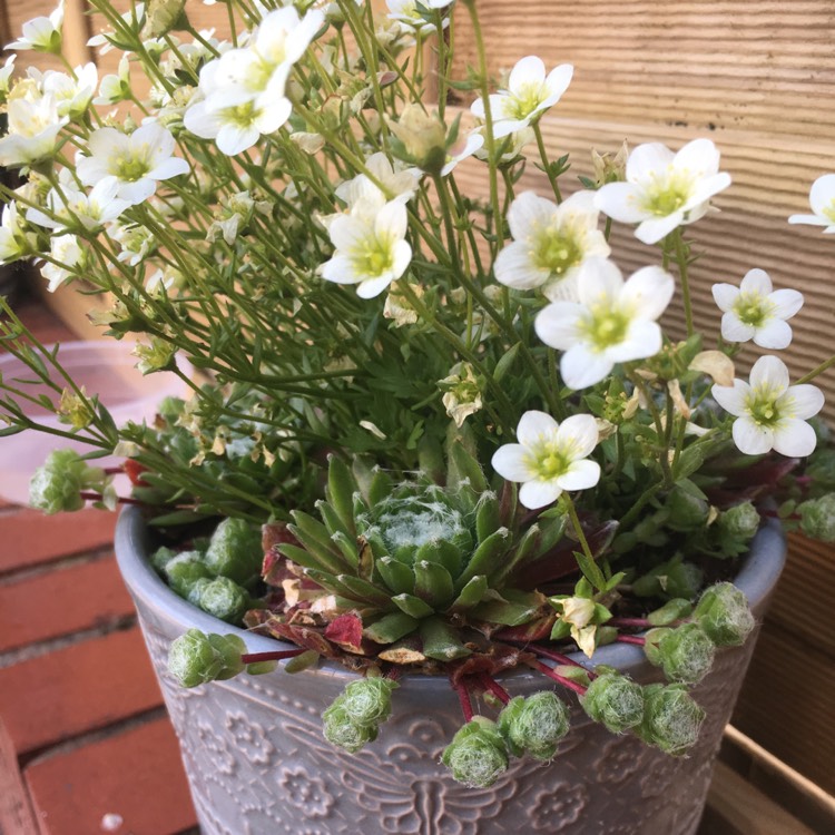 Plant image Saxifraga 'White Pixie'