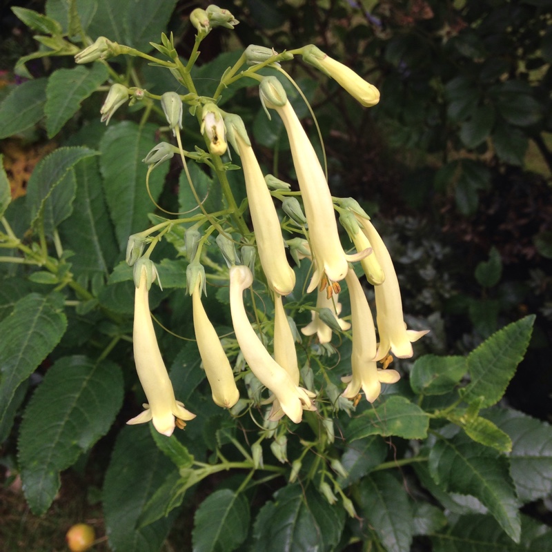 Plant image Phygelius aequalis 'Yellow Trumpet'