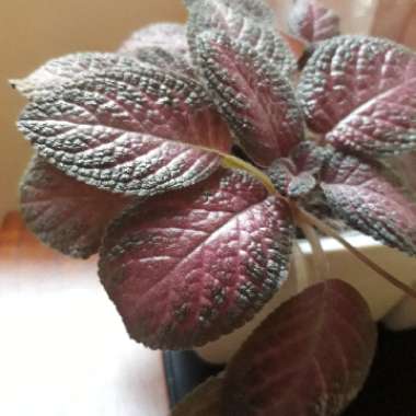 Episcia 'War Paint'