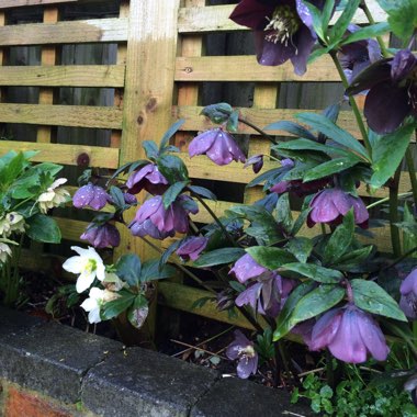 Hellebore 'Queen Of The Night'