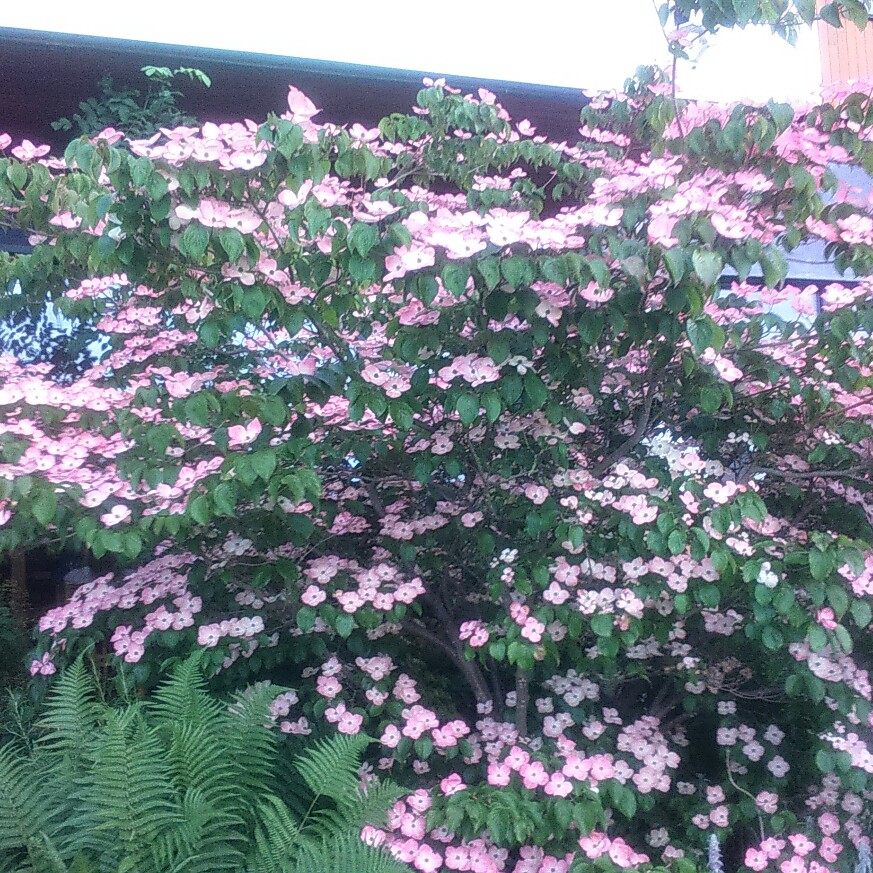 Plant image Cornus kousa 'Miss Satomi'