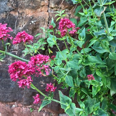 Red Valerian