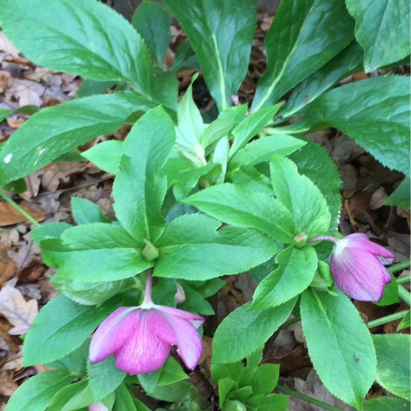 Hellebore