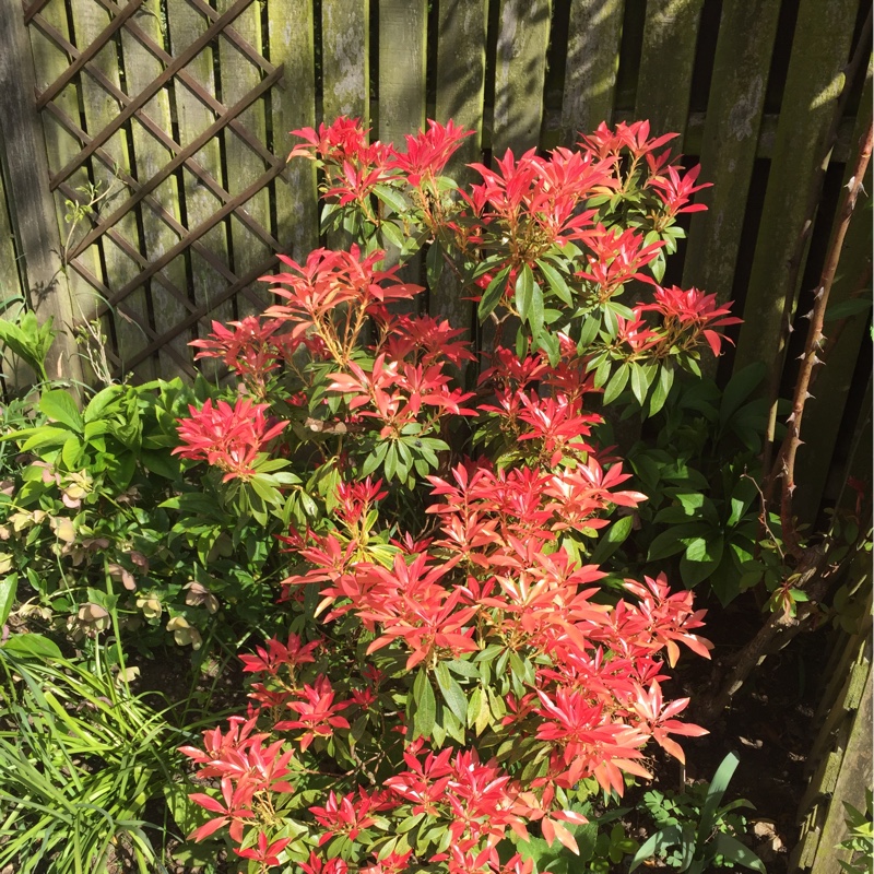 Pieris 'Forest Flame'