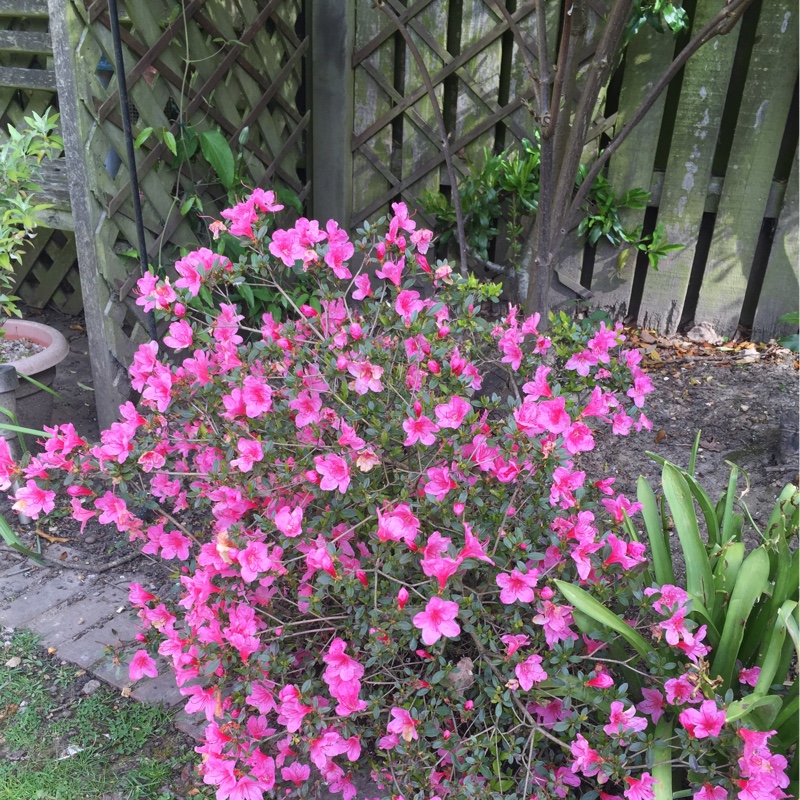 Azalea 'Gibraltar'