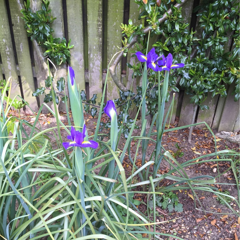 English Iris