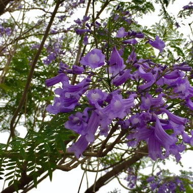 Jacaranda mimosifolia