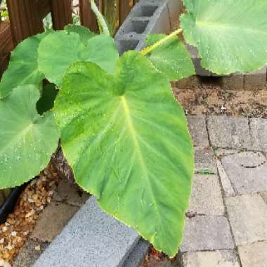 Elephant Ear (Colocasia)