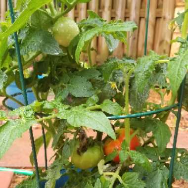 Tomato 'Abraham Lincoln'