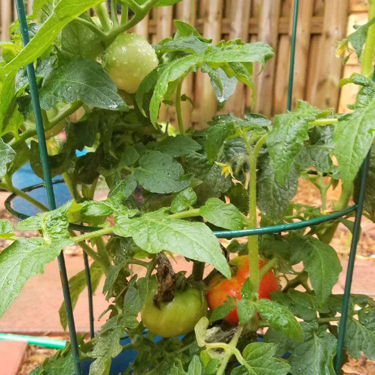 Plant image Solanum lycopersicum 'Abraham Lincoln' syn. Solanum lycopersicum 'Abe Lincoln'