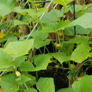 Cucumber 'Burpless'