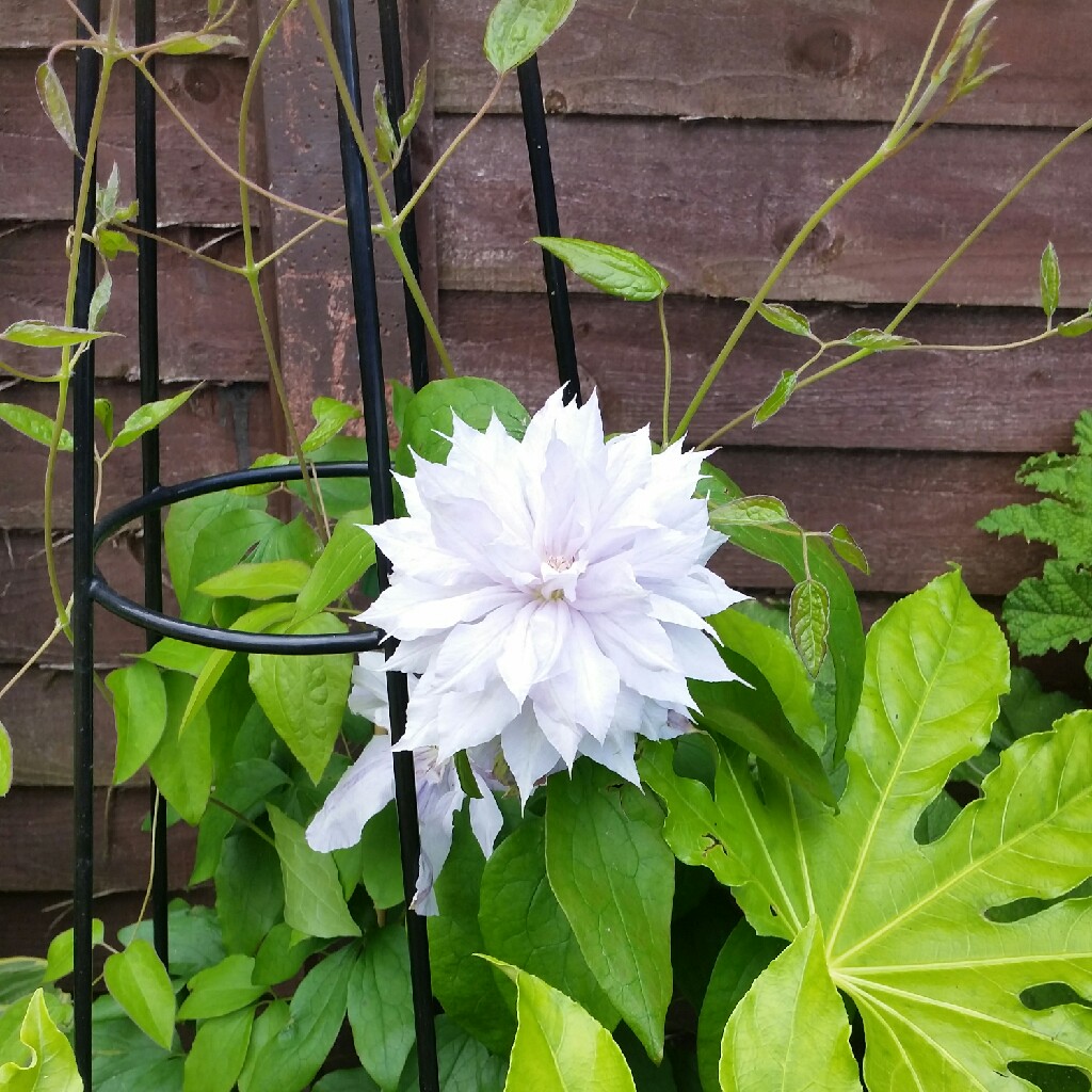 Plant image Clematis jackmanii 'Alba'