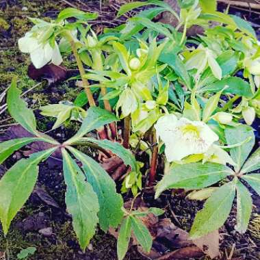 Hellebore