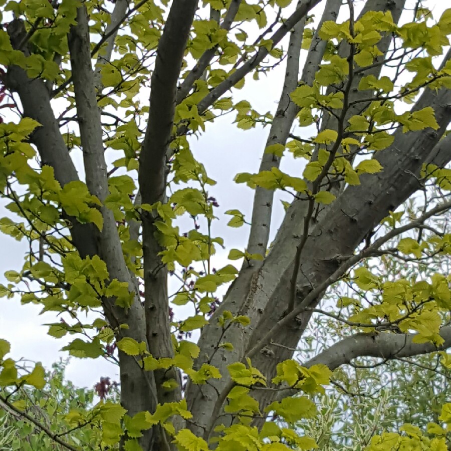 Plant image Ulmus glabra 'Lutescens'