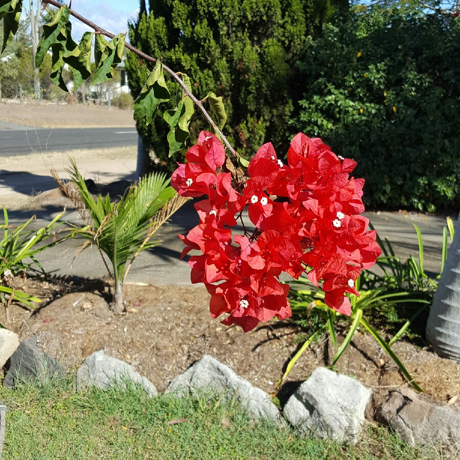 Plant image Bougainvillea 'Glowing Sunset'