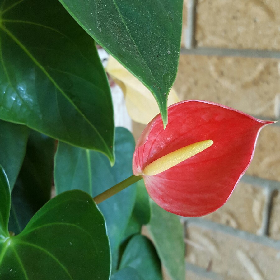 Flamingo Flower