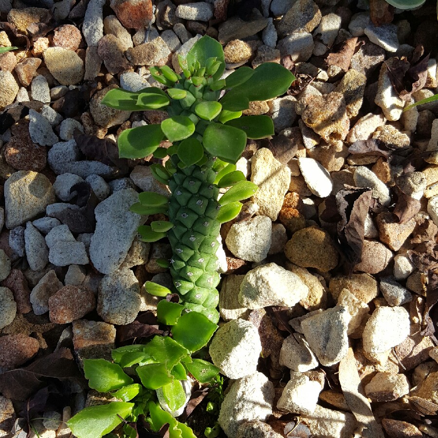 Succulent