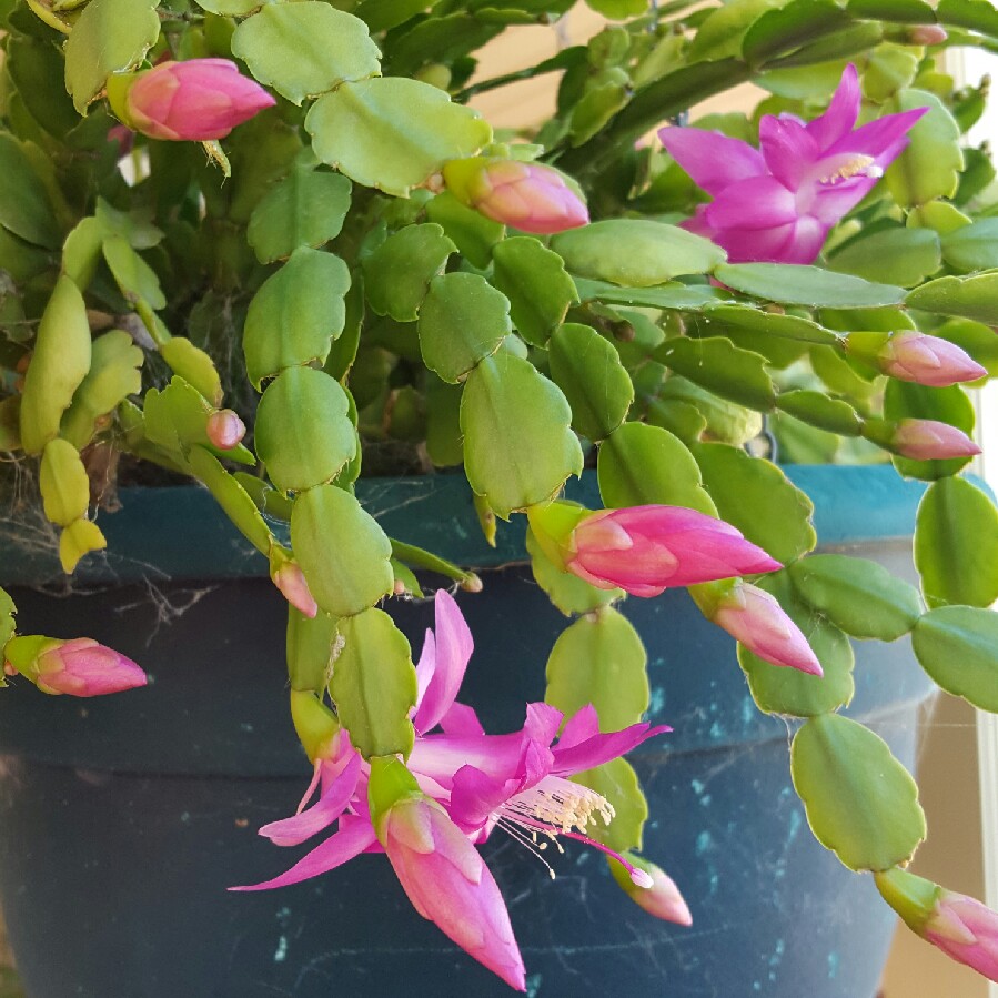 Zygocactus,Thanksgiving Cactus