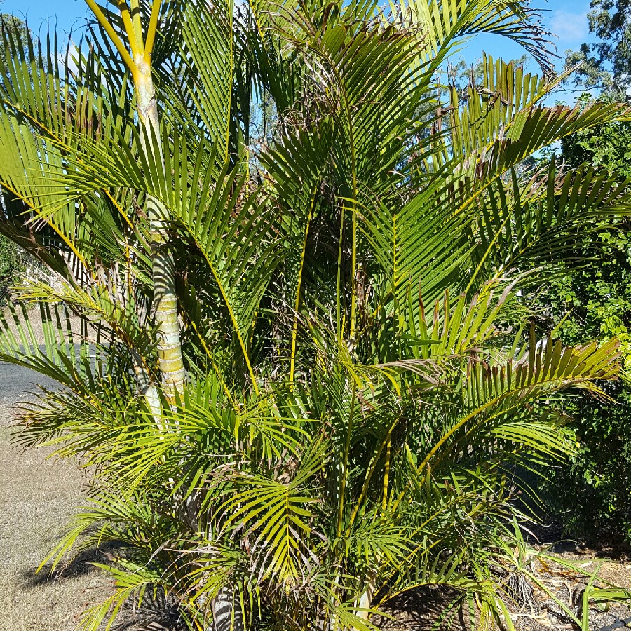 Golden Cane Palm