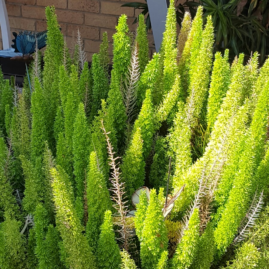 Foxtail Fern 'Myersii'