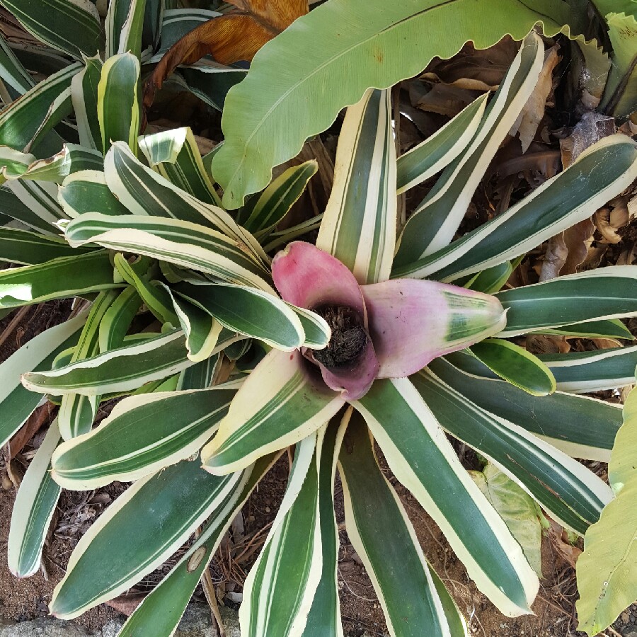 Bromeliad