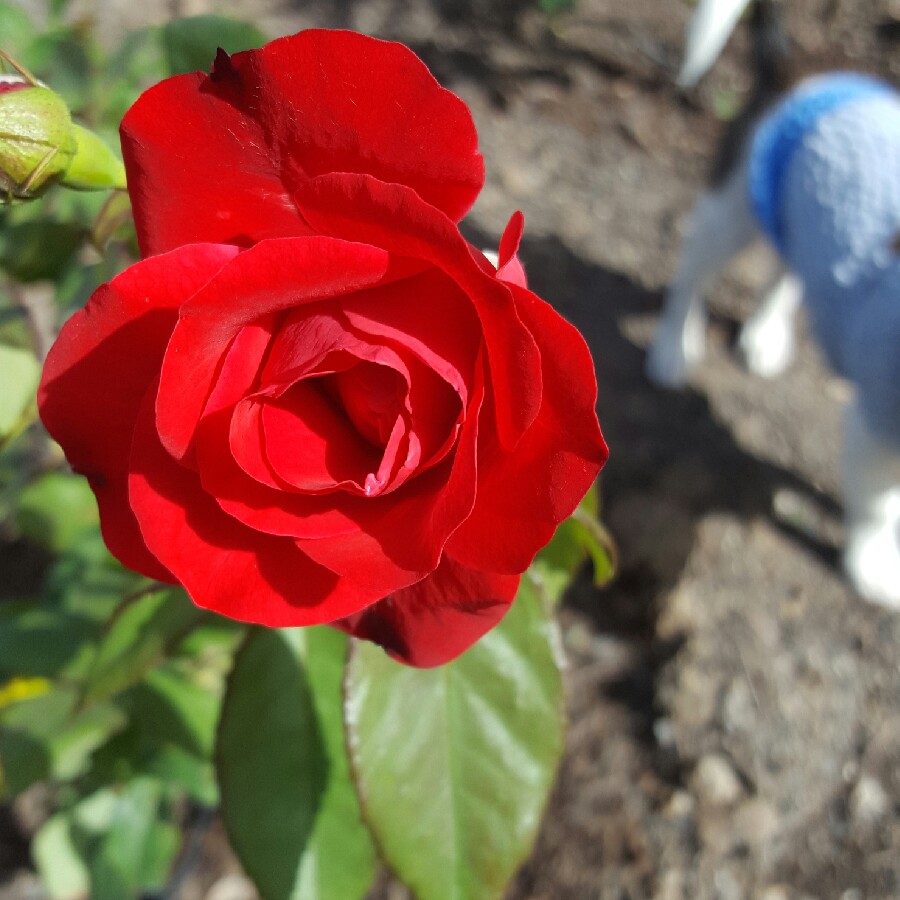 Rose 'Europeana' (Floribunda)