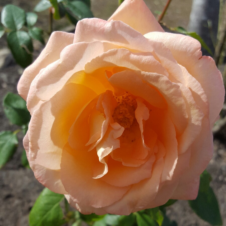 Rose 'Joyfulness'