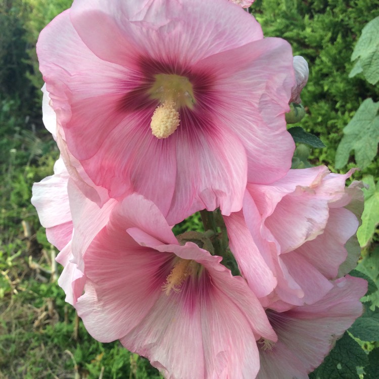 Plant image Alcea rosea 'Halo Apricot' (Halo Series)