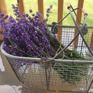 Lavandula 'Felicia'