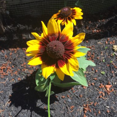 Rudbeckia hirta 'Sonora'