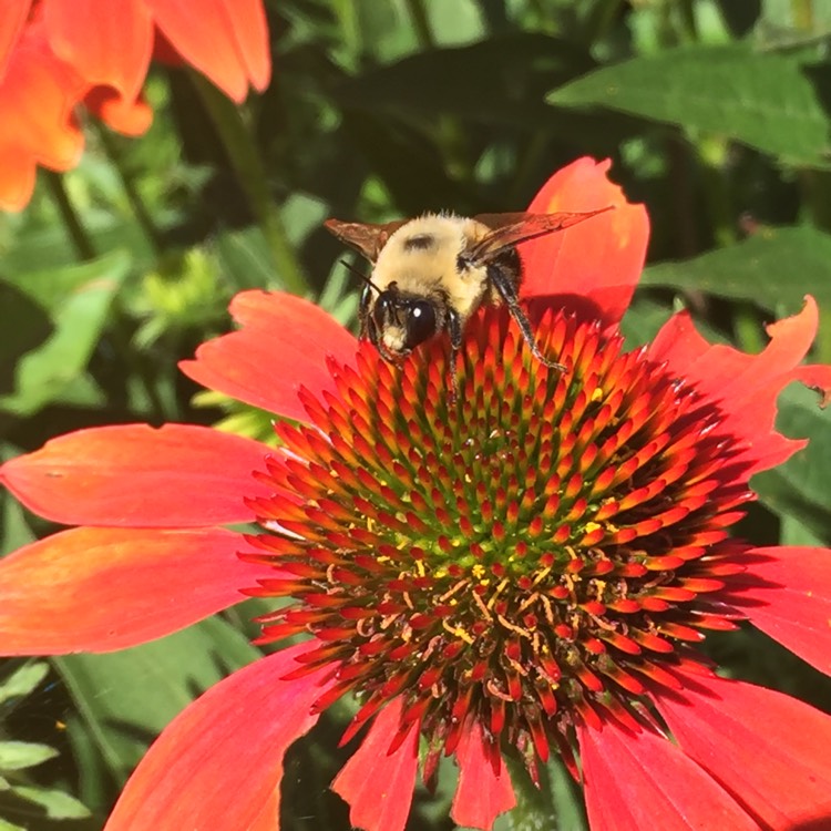 Plant image Echinacea 'Balsomsed' (Sombrero Series) syn. Echinacea 'Sombrero Salsa Red'