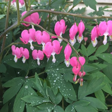 Bleeding Heart 'King of Hearts'