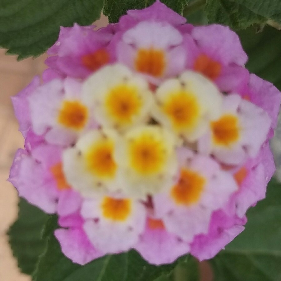 Plant image Lantana Camara 'Bonita'