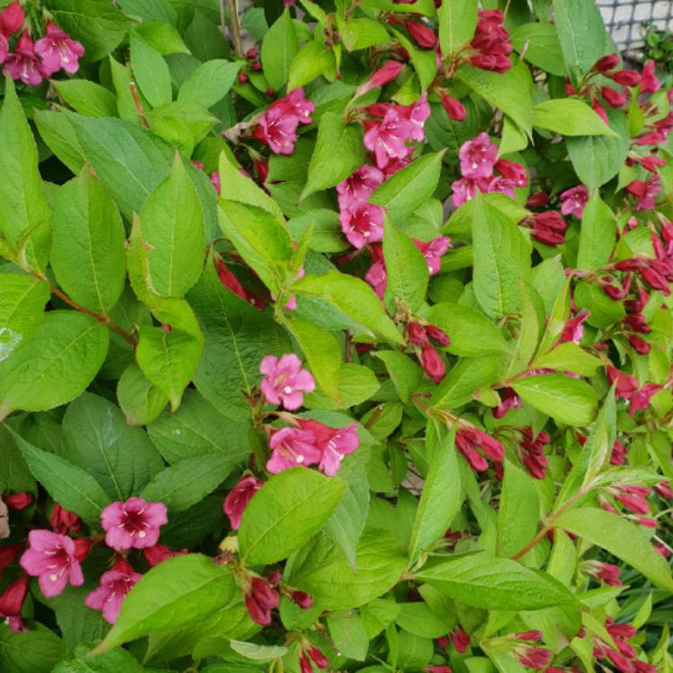 Plant image Weigela 'Olympiade' syn. Weigela 'Briant Rubidor', Weigela 'Rubidor', Weigela 'Rubigold'