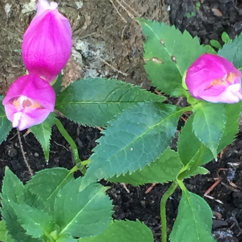 Plant image Chelone obliqua