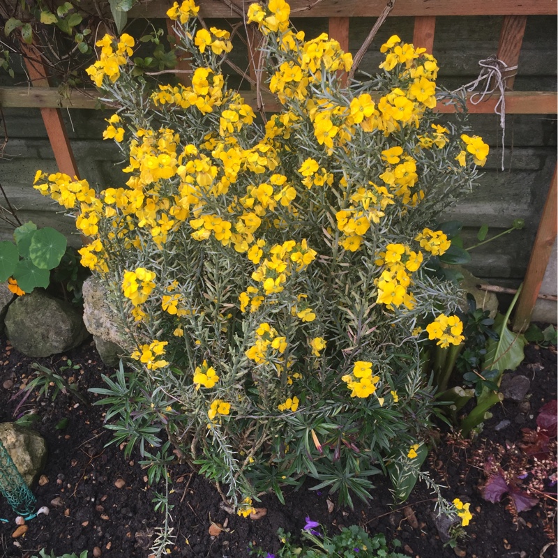 Plant image Erysimum cheiri