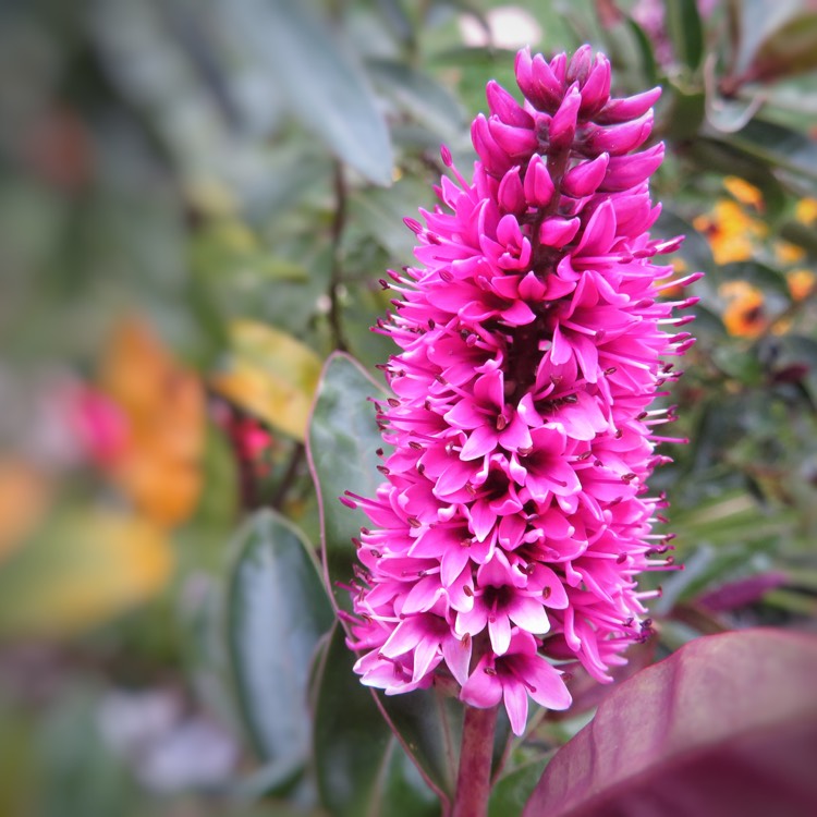 Plant image Hebe 'Addenda Pink'