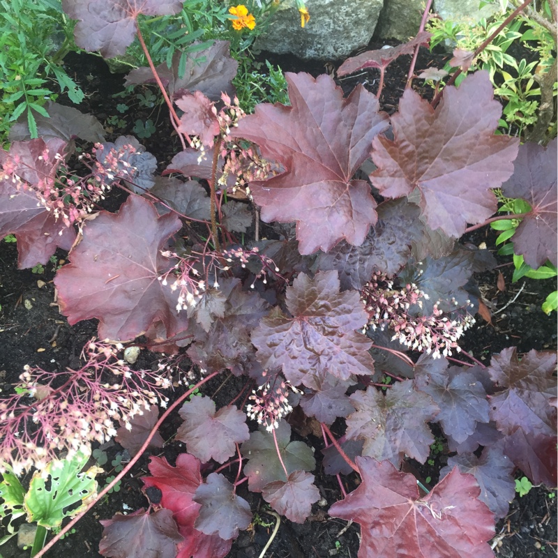 Plant image Heuchera 'Morello'