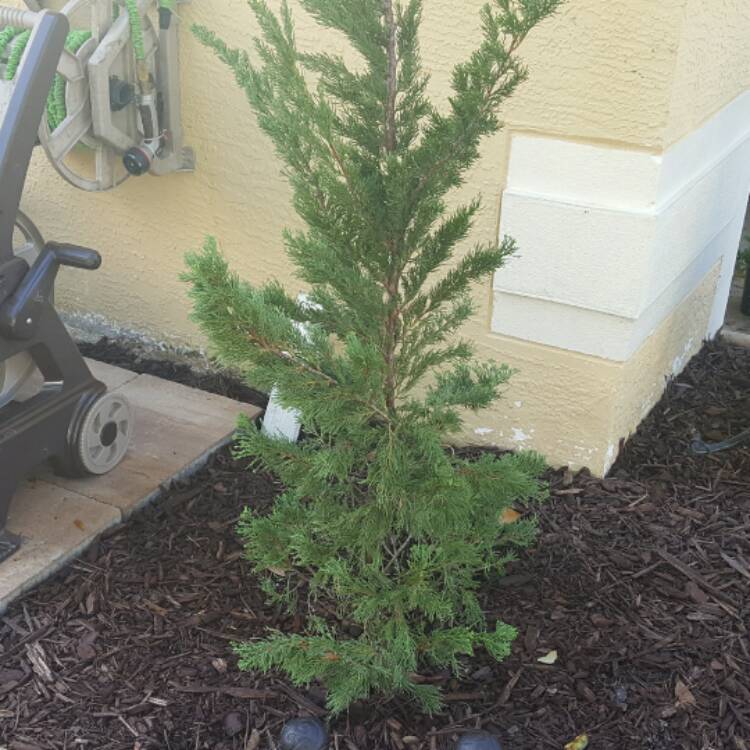 Plant image Juniperus chinensis 'Torulosa'