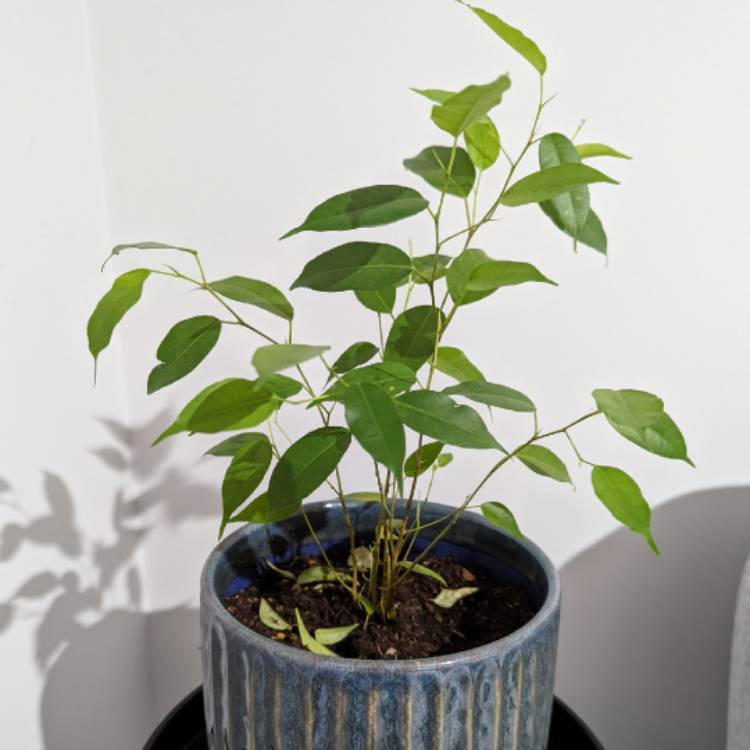 Plant image Ficus benjamina 'Exotica'