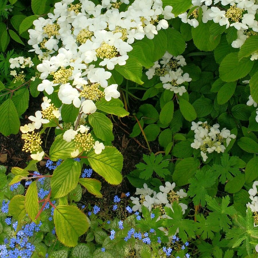 Japanese Snowball 'Mariesii'