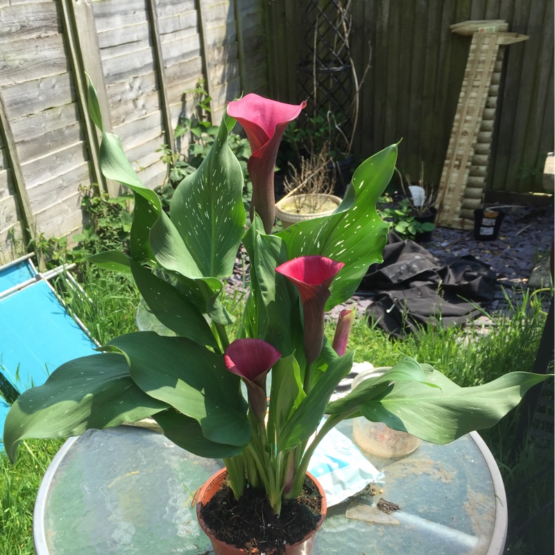 Plant image Zantedeschia albomaculata