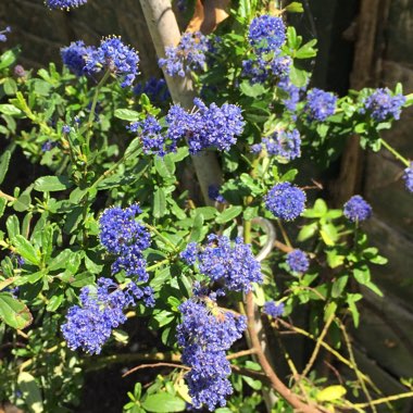 Ceanothus 'Italian Skies'