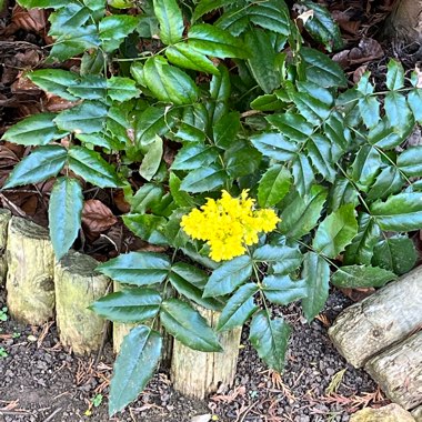 Oregon Grape