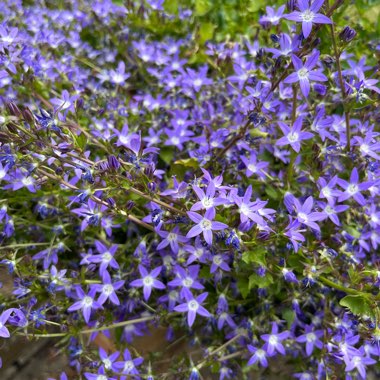 Trailing Lobelia