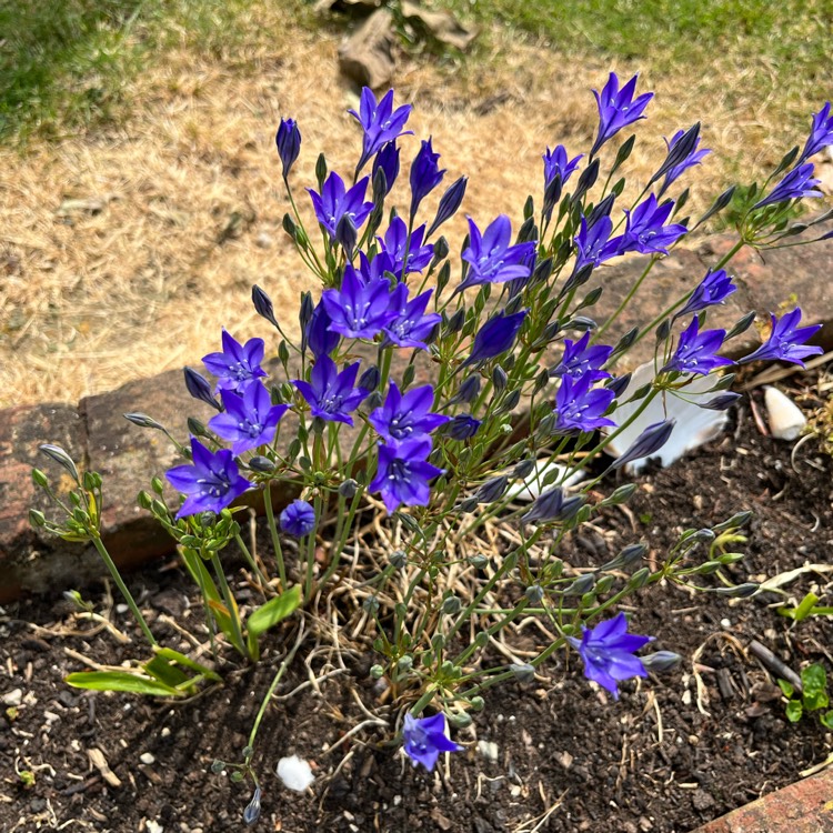 Plant image Gentiana