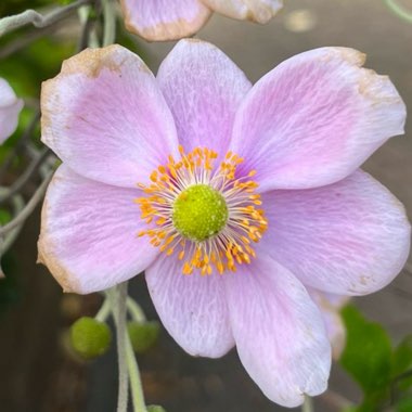 Japanese Anemone