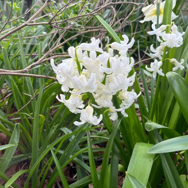 Hyacinth 'White Pearl'