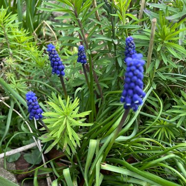 Grape Hyacinth