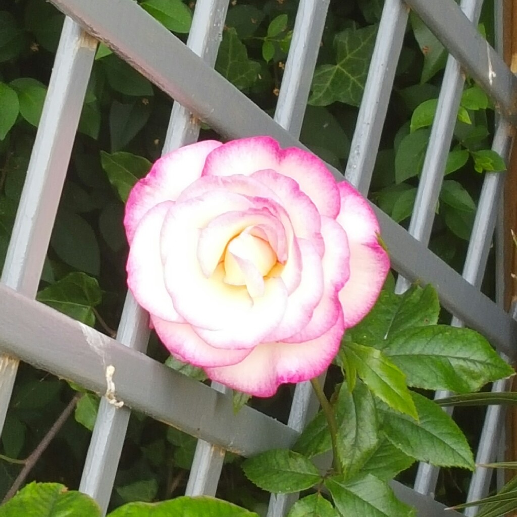 Rosa 'Handel' (Macha)